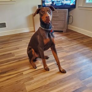 Meet your Posher, Sigfredo